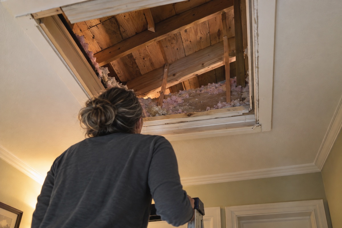An adult remains on a ladder below an open attic hatch while looking at rafters and insulation.
