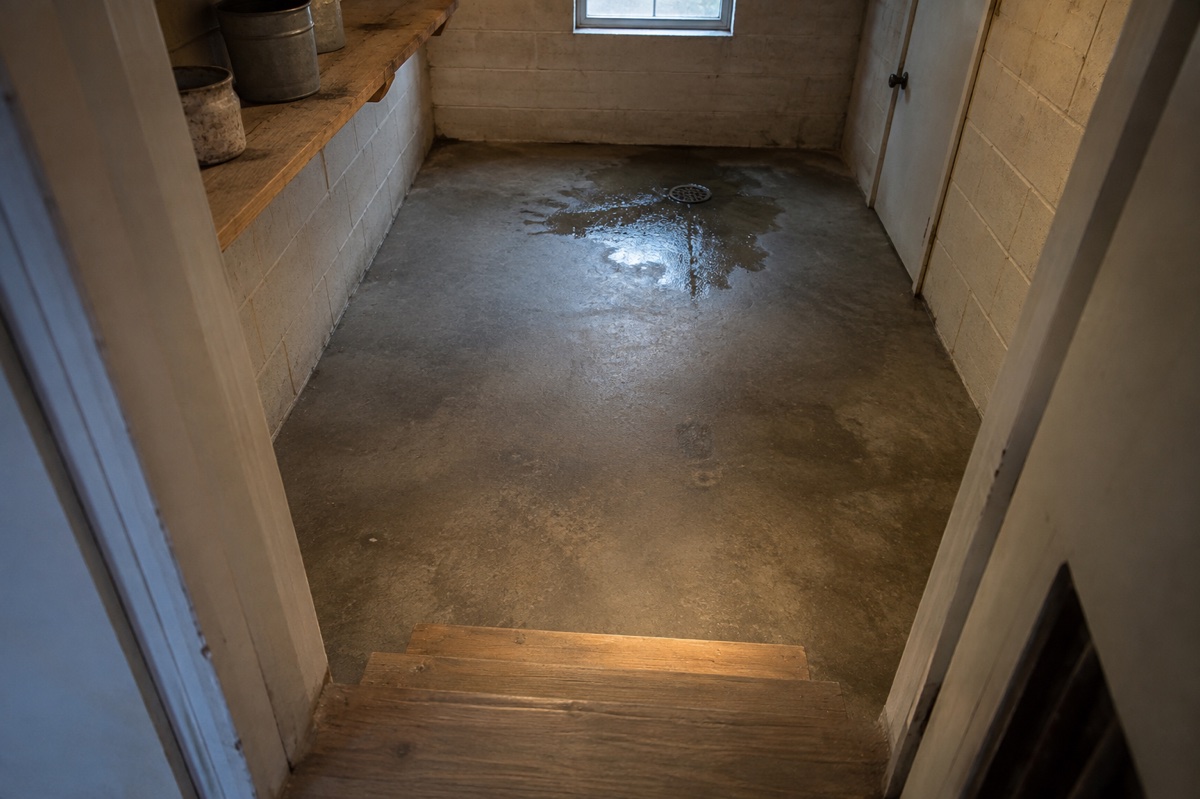 A basement floor drain and a small pool of murky water viewed from dry steps.